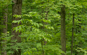 Branon Family Maple Orchards: Conserving Working Forests Through Ongoing Partnership