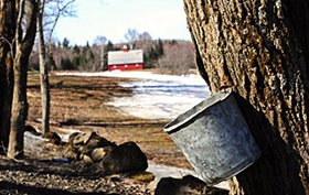 Maple Sugaring | Boom or Bust